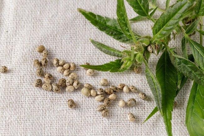 Seed Selection 101: Choosing the Right Cannabis Seeds for Your Garden